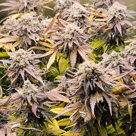 Dream dja growlog timeline photo