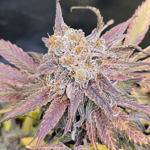 Dream dja growlog timeline photo