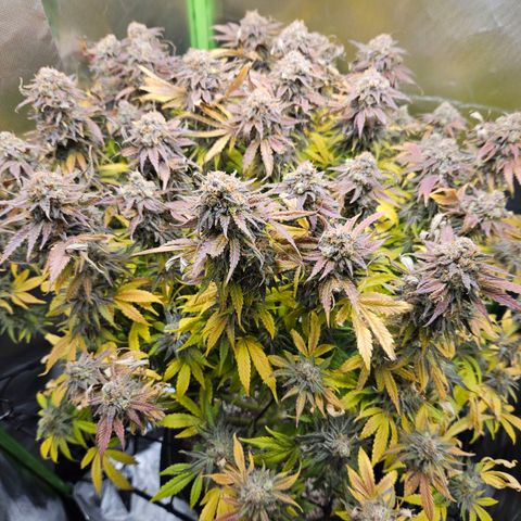 Dream dja growlog timeline photo