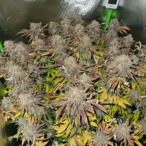 Dream dja growlog photo: Cut 