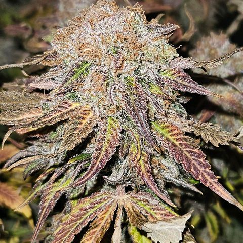 Dream dja growlog photo: Cut 