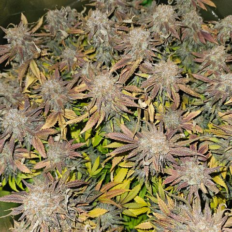 Dream dja growlog photo: Cut 