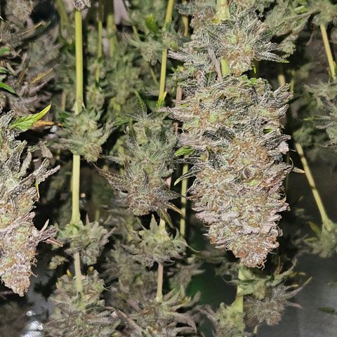 Dream dja growlog timeline photo