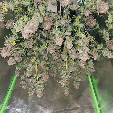 Dream dja growlog timeline photo