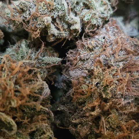 Dream dja growlog photo: 88gr +6gr = 94gr 