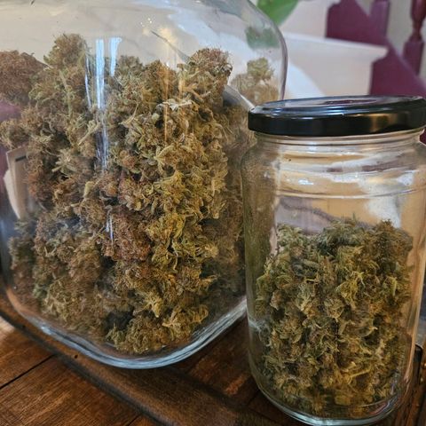 Dream dja growlog photo: 88gr +6gr = 94gr 