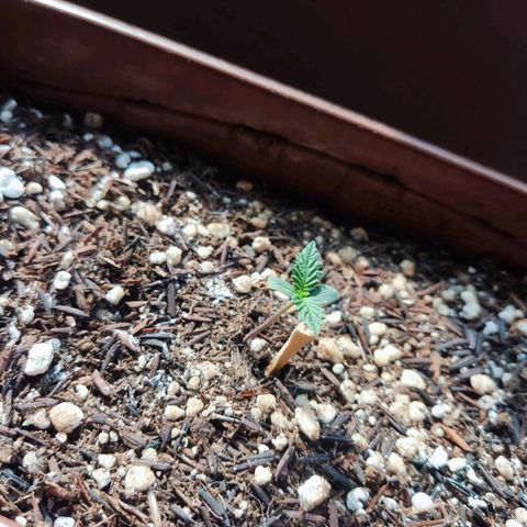 Lemon Haze growlog timeline photo