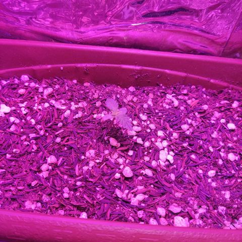 Lemon Haze growlog photo: Segundo par de folhas saindo.