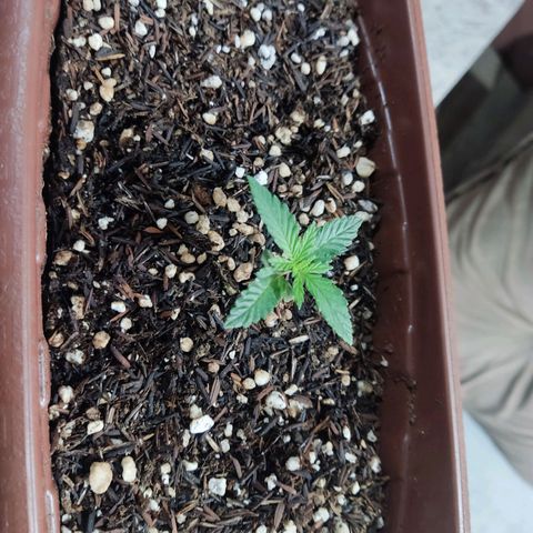 Lemon Haze growlog timeline photo