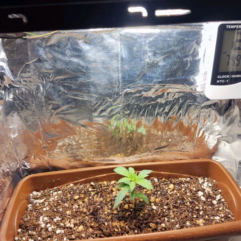 Lemon Haze growlog timeline photo