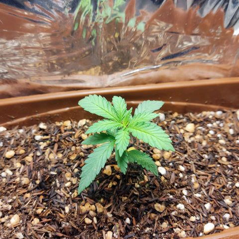 Lemon Haze growlog timeline photo