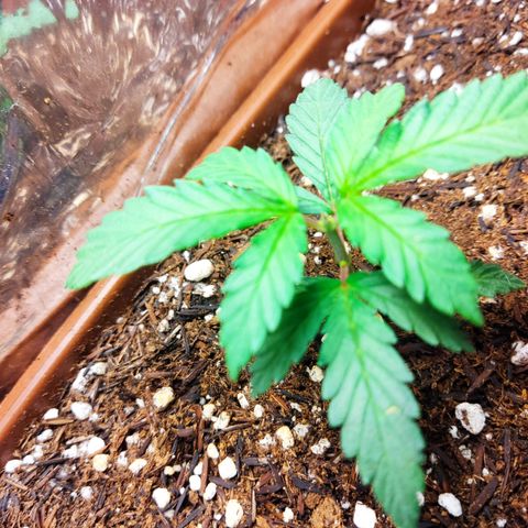 Lemon Haze growlog timeline photo