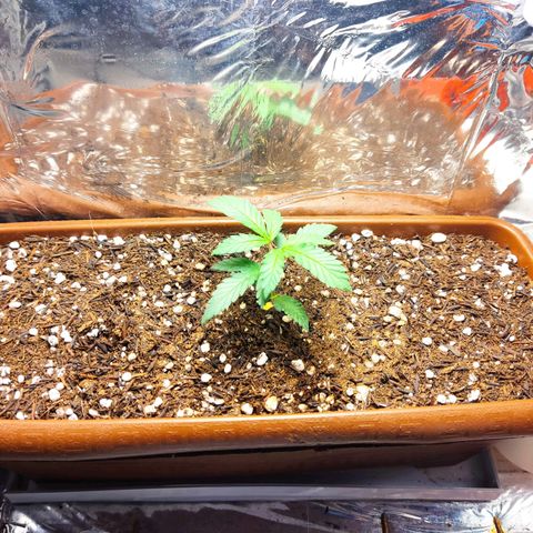Lemon Haze growlog timeline photo