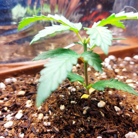 Lemon Haze growlog timeline photo