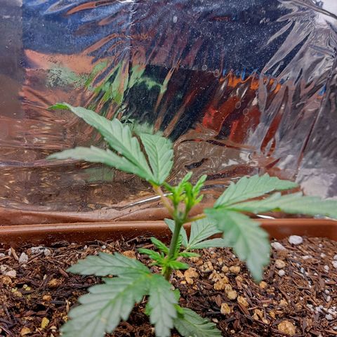 Lemon Haze growlog timeline photo