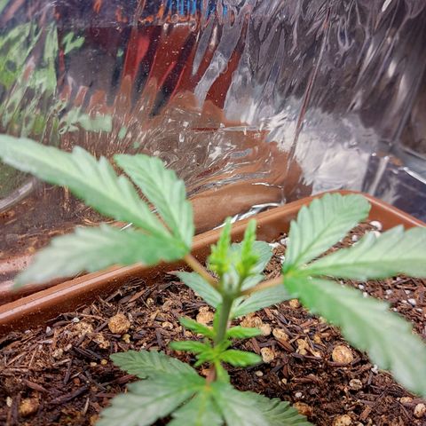 Lemon Haze growlog timeline photo