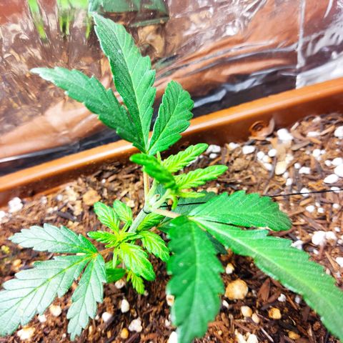 Lemon Haze growlog timeline photo