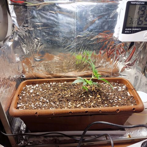 Lemon Haze growlog timeline photo