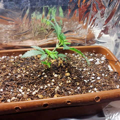 Lemon Haze growlog timeline photo