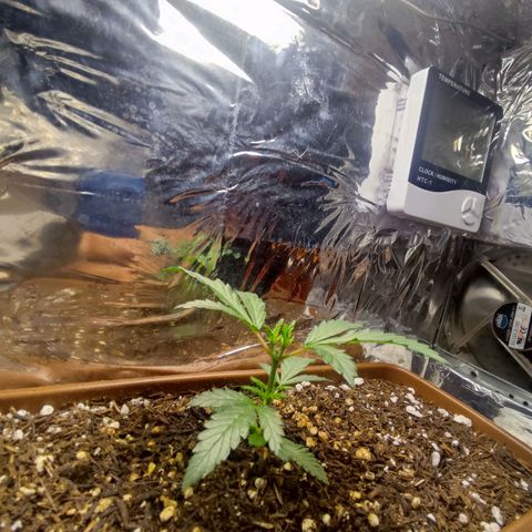 Lemon Haze growlog timeline photo