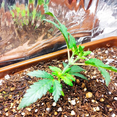 Lemon Haze growlog timeline photo