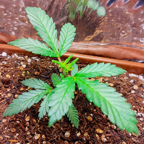 Lemon Haze growlog timeline photo