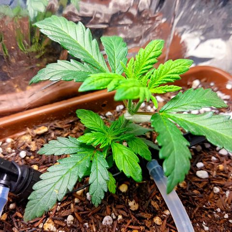 Lemon Haze growlog timeline photo