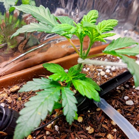Lemon Haze growlog timeline photo