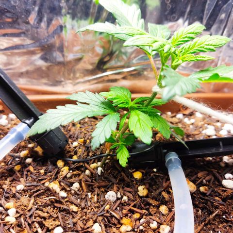 Lemon Haze growlog timeline photo