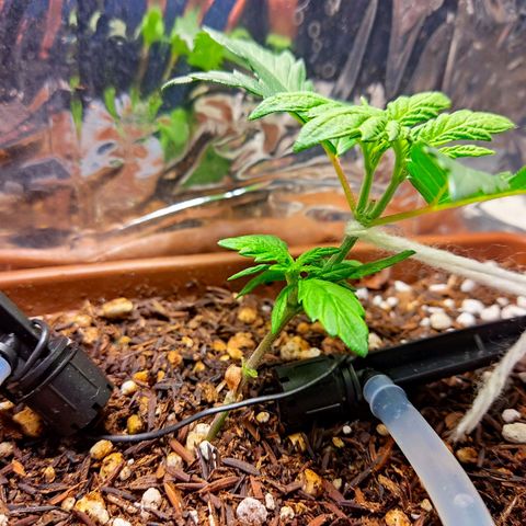 Lemon Haze growlog photo: Poda nas folhas inúteis.