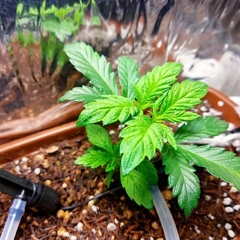Lemon Haze growlog timeline photo