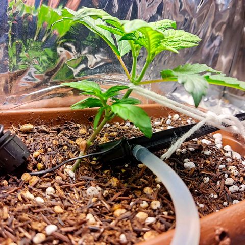 Lemon Haze growlog timeline photo
