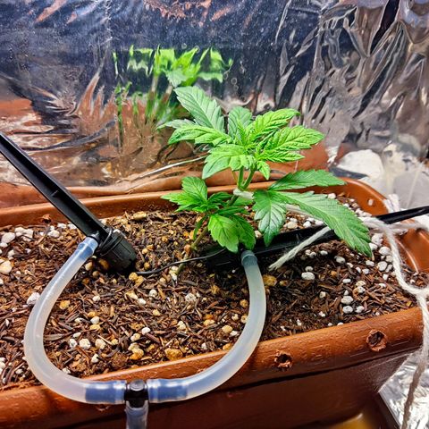 Lemon Haze growlog timeline photo