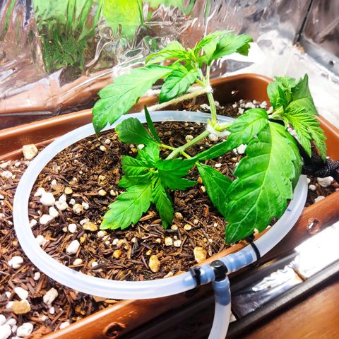 Lemon Haze growlog timeline photo