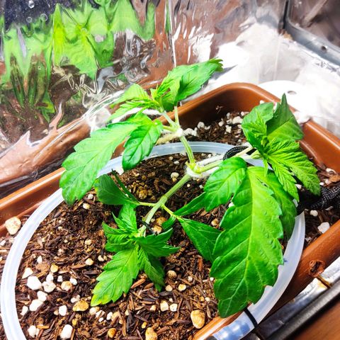 Lemon Haze growlog timeline photo