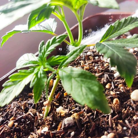 Lemon Haze growlog timeline photo