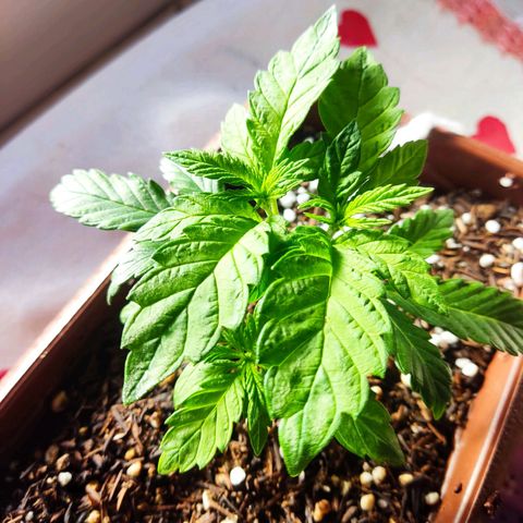 Lemon Haze growlog timeline photo