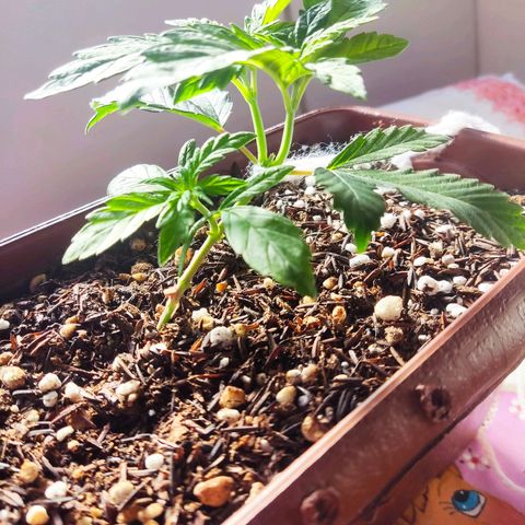Lemon Haze growlog timeline photo