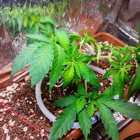 Lemon Haze growlog timeline photo