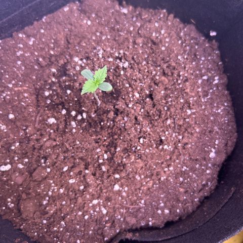 Northern Lights Automatic growlog timeline photo