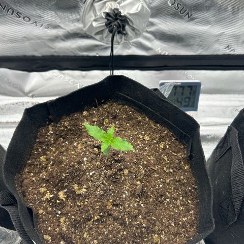 Northern Lights Automatic growlog timeline photo