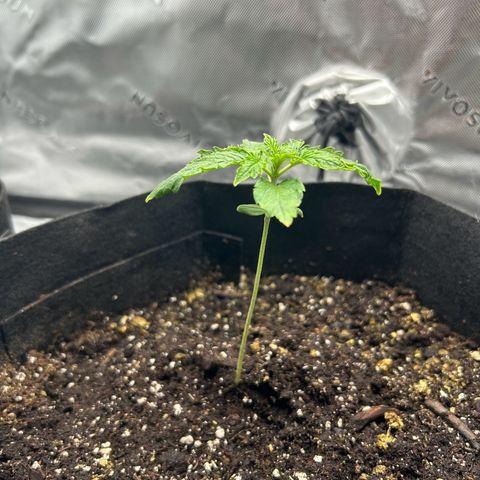 Northern Lights Automatic growlog timeline photo
