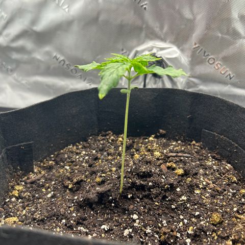 Northern Lights Automatic growlog timeline photo