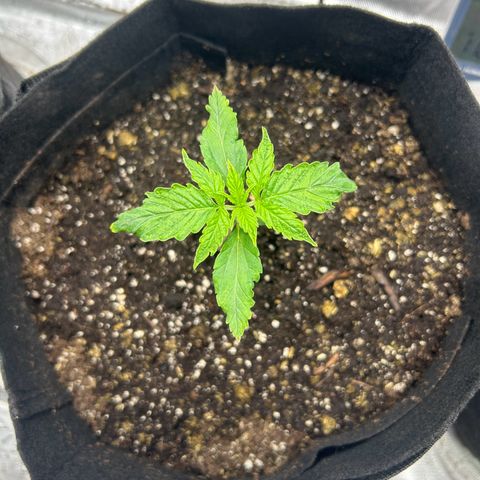 Northern Lights Automatic growlog timeline photo
