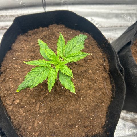 Northern Lights Automatic growlog timeline photo