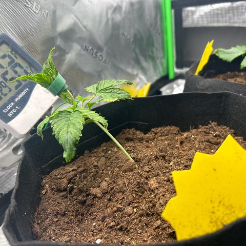 Northern Lights Automatic growlog timeline photo