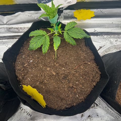 Northern Lights Automatic growlog timeline photo