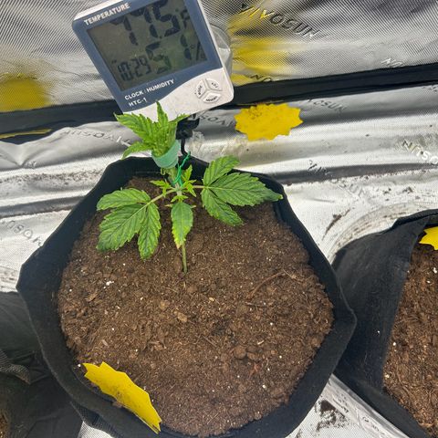 Northern Lights Automatic growlog timeline photo