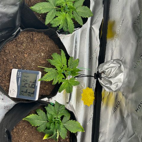 Northern Lights Automatic growlog timeline photo
