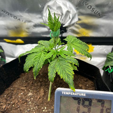 Northern Lights Automatic growlog timeline photo